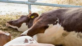 В ЕС хотят отказаться от массового убоя скота